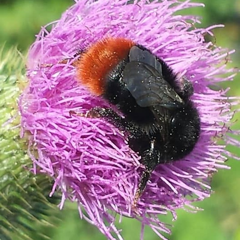 Nature